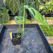 Load image into Gallery viewer, Monstera Esqueleto, Exact Plant Ships Nationwide