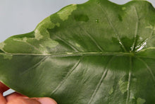Load image into Gallery viewer, Variegated Alocasia Odora Okinawa Silver Exact Plant
