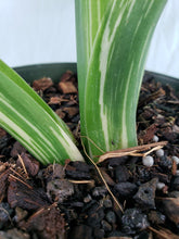 Load image into Gallery viewer, Odora Okinawa Silver, Exact Plant, variegated Alocasia