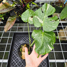 Load image into Gallery viewer, Monstera Thai Constellation, Exact Plant Variegated