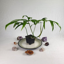 Load image into Gallery viewer, Philodendron Quercifolium 4" pot, Fedex 2day*