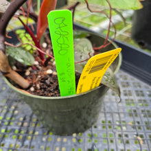 Load image into Gallery viewer, Philodendron Pink Princess, Exact Plant Variegated Ships Nationwide