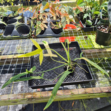 Load image into Gallery viewer, Philodendron Holtonianum Variegated, Exact Plant Ships Nationwide