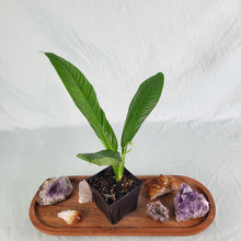 Load image into Gallery viewer, Philodendron Campii Lynette 4" pot, ships nationwide