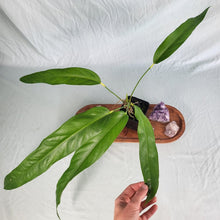 Load image into Gallery viewer, Anthurium Spectabile, Exact Plant