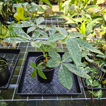 Load image into Gallery viewer, Pachira Aquatica Money Tree, Exact Plant Variegated 6'' pot