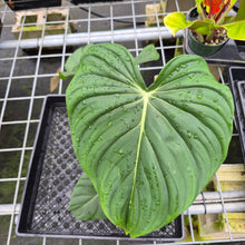 Load image into Gallery viewer, Philodendron Pastazanum exact plant, Fedex 2day