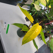 Load image into Gallery viewer, Philodendron Goldiana, Exact Plant Ships Nationwide