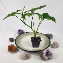 Load image into Gallery viewer, Syngonium Mojito, Exact Plant Variegated Ships Nationwide