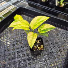 Load image into Gallery viewer, Epipremnum Pinnatum Sunburst Variegated 2.5" pot, Fedex 2day*