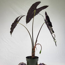 Load image into Gallery viewer, Alocasia Longiloba, Denudata, Exact Plant