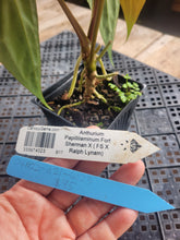 Load image into Gallery viewer, Anthurium Papillilaminum Fort Sherman X ( FS X Ralph Lynam), Ships Nationwide
