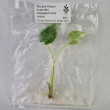 Load image into Gallery viewer, Alocasia Dragon Scale Mint variegated tissue culture 2DayAir