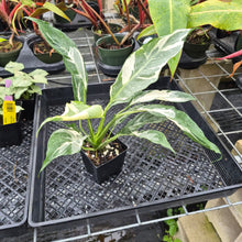 Load image into Gallery viewer, spathiphyllum galaxy, Exact Plant Variegated Ships Nationwide