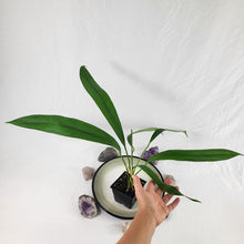 Load image into Gallery viewer, Anthurium Bakeri, Exact Plant Ships Nationwide