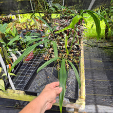Load image into Gallery viewer, Philodendron Holtonianum exact plant, Fedex 2day*