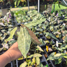 Load image into Gallery viewer, Alocasia Longiloba Black Satun Stardust variegated 2.5" pot, Fedex 2day*