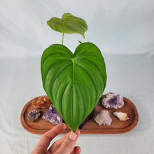 Load image into Gallery viewer, Philodendron Pastazanum, Exact Plant