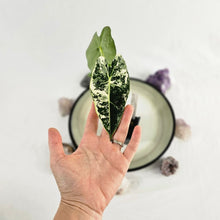 Load image into Gallery viewer, Alocasia Frydek, Exact Plant Variegated with baby