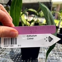 Load image into Gallery viewer, Anthurium Cirinoi, Exact Plant Ships Nationwide
