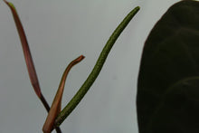 Load image into Gallery viewer, Sport-Variegated Anthurium Papillilaminum x Ace of Spades, Exact Plant