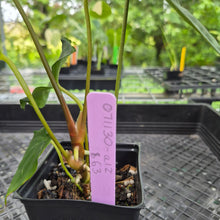Load image into Gallery viewer, Anthurium Papillilaminum Fort Sherman X Ralph Lynam, Exact Plant Ships Nationwide