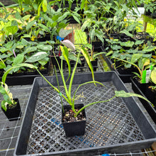 Load image into Gallery viewer, Philodendron Holtonianum Variegated, Exact Plant Ships Nationwide