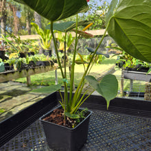 Load image into Gallery viewer, Anthurium Shibori, Exact Plant Variegated
