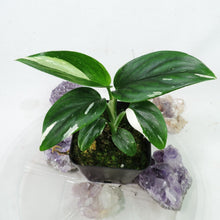 Load image into Gallery viewer, Monstera Standleyana Albo Variegated 2.5" Pot, Fedex 2 day*