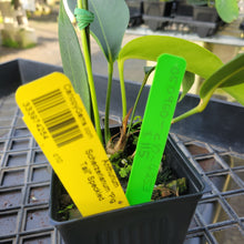 Load image into Gallery viewer, Anthurium Scherzerianum "Pig Tail", Speckled Ships Nationwide