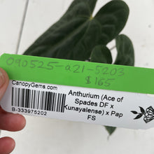 Load image into Gallery viewer, Anthurium (Ace of Spades DF x Kunayalense) x Pap FS, Exact Plant Ships Nationwide