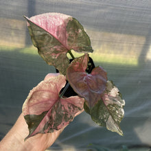 Load image into Gallery viewer, Syngonium Strawberry Ice Variegated exact plant, Fedex 2day*