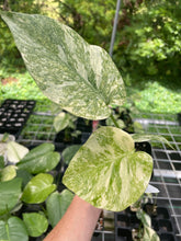 Load image into Gallery viewer, Monstera Deliciosa Green Snow variegated 2.5" pot, Fedex 2day*