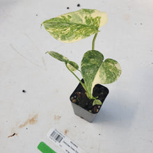 Load image into Gallery viewer, Monstera deliciosa green snow, Exact Plant Ships Nationwide