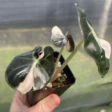 Load image into Gallery viewer, Alocasia Heart Balloon pink variegated exact plant, Fedex 2day*