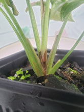 Load image into Gallery viewer, Red Spot Tricolor, Exact Plant, variegated Syngonium