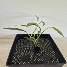 Load image into Gallery viewer, Epipremnum Amplissimum Variegated exact plant, Fedex 2day*