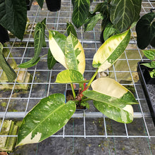 Load image into Gallery viewer, Philodendron Green Congo Nuclear Variegated 4" pot, Fedex 2day*