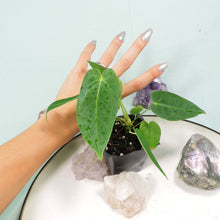 Load image into Gallery viewer, Anthurium Angamarcanum 2.5" pot, Fedex 2day*