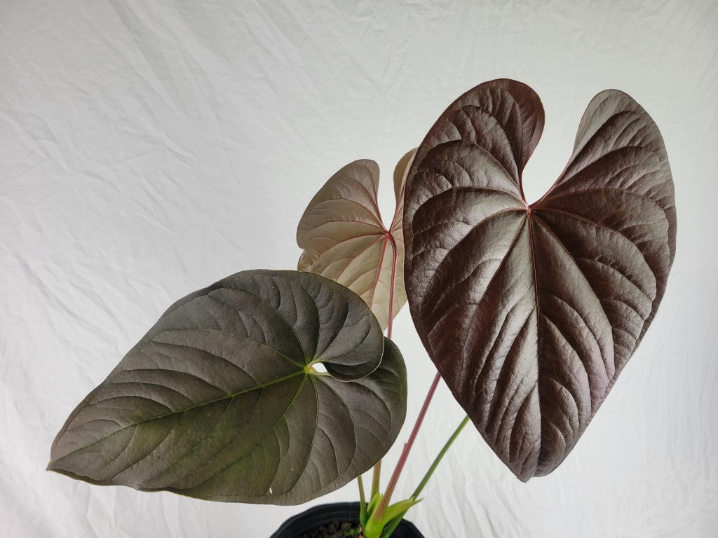 Anthurium Moodeanum, Exact Plant X Large, twin top – Canopy Gems