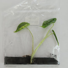 Load image into Gallery viewer, Alocasia Macrorrhiza Shock Treatment variegated tissue culture 2DayAir