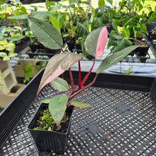 Load image into Gallery viewer, Philodendron Pink Princess Variegated exact plant, Fedex 2day*