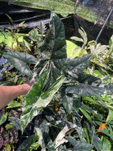 Load image into Gallery viewer, Alocasia Simpo Albo variegated 4" pot, Fedex 2day*