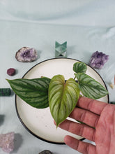 Load image into Gallery viewer, Philodendron Plowmanii, Exact Plant