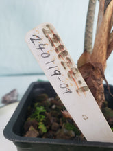 Load image into Gallery viewer, Denudata Longiloba, Exact Plant, Alocasia