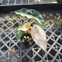 Load image into Gallery viewer, Alocasia polly snowflake pink variegated, Exact Plant Ships Nationwide.