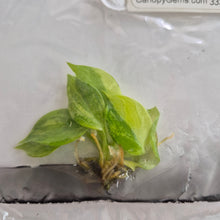 Load image into Gallery viewer, Philodendron 'Golden Melinonii' Variegated tissue culture Fedex 2day