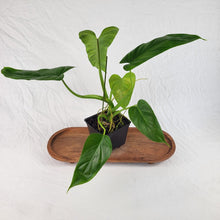 Load image into Gallery viewer, Philodendron Deflexum, Exact Plant