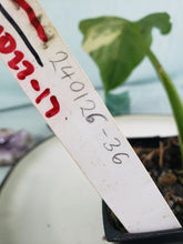 Load image into Gallery viewer, Domesticum, Exact Plant, variegated Philodendron