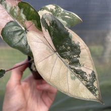 Load image into Gallery viewer, Alocasia Yucatan Princess Pink variegated exact plant, Fedex 2day*